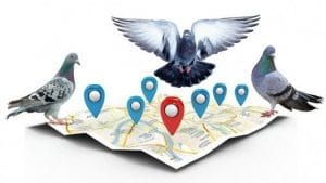 What is Google pigeon